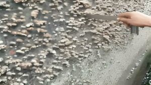 barnacles
